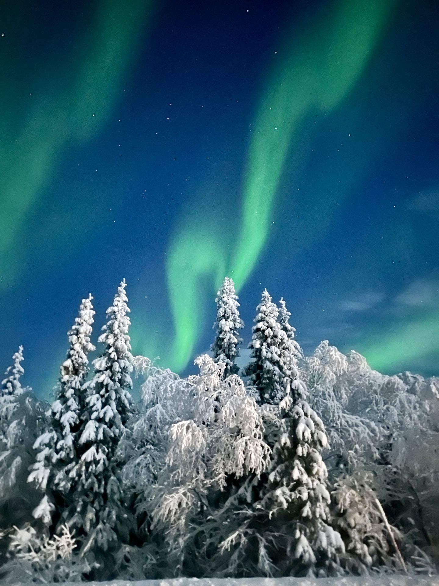 Aurora ve karlı orman